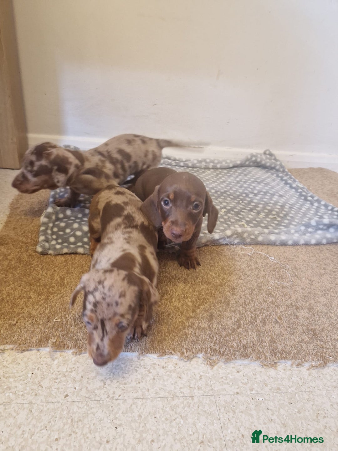 Miniature Dachshund dogs for sale: Chocolate Isabelle dapple miniature dachshund - Image 5