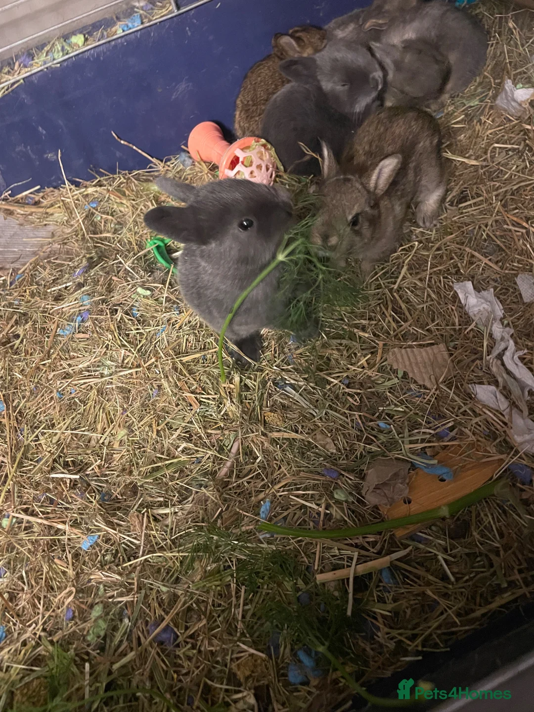 Rex rabbits for sale: 6 babies Rex Rabbits - Advert 1