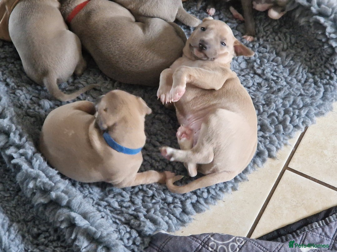 Mixed Breed dogs for sale: Beautiful Wiggy Litter 3/4 Italian Greynound - Advert 8