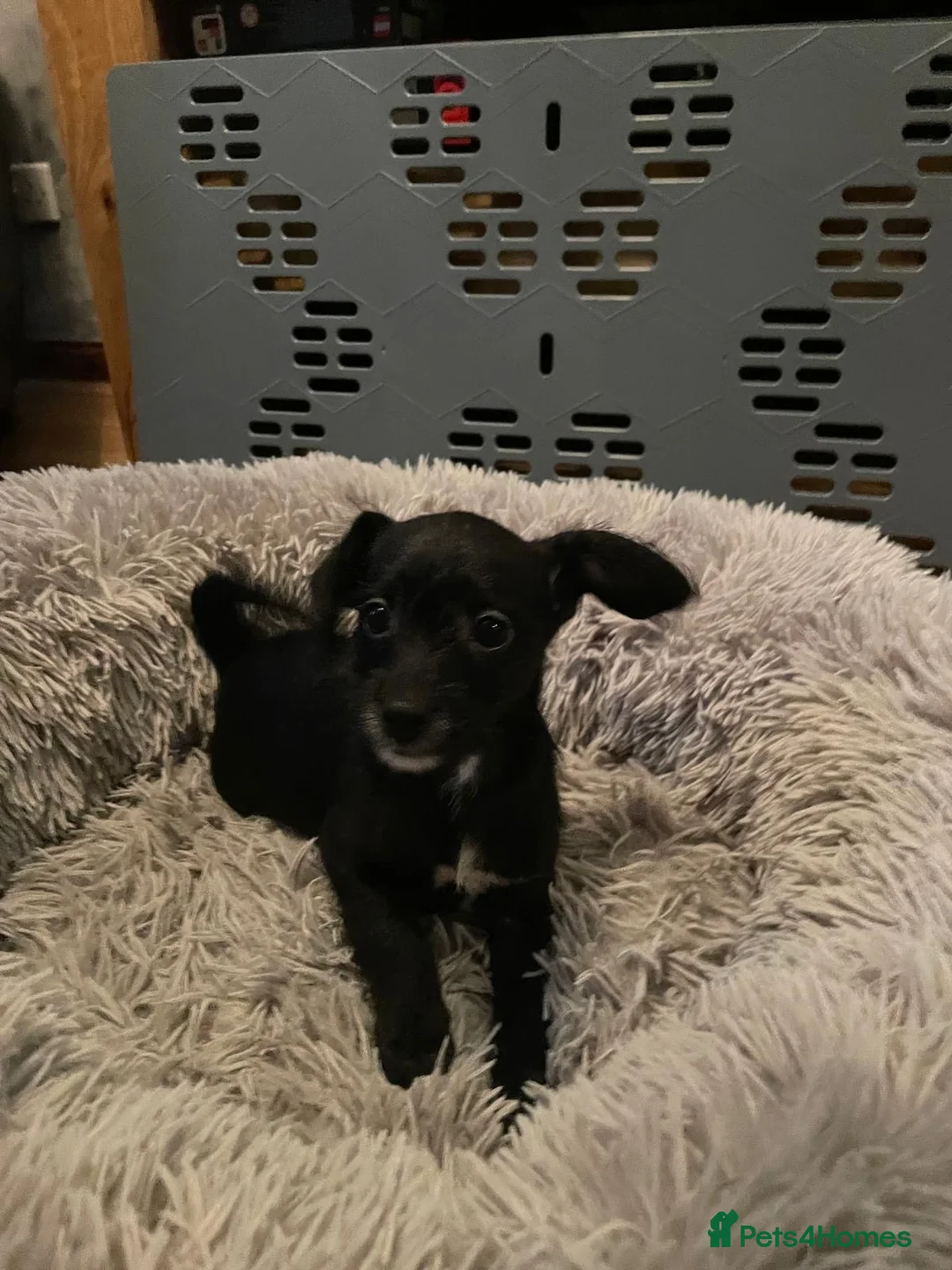 Chipoo dogs for sale: Chihuahua cross poodle puppies - Advert 4