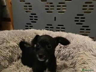 Chipoo dogs Chihuahua cross poodle one puppy left - Advert 1