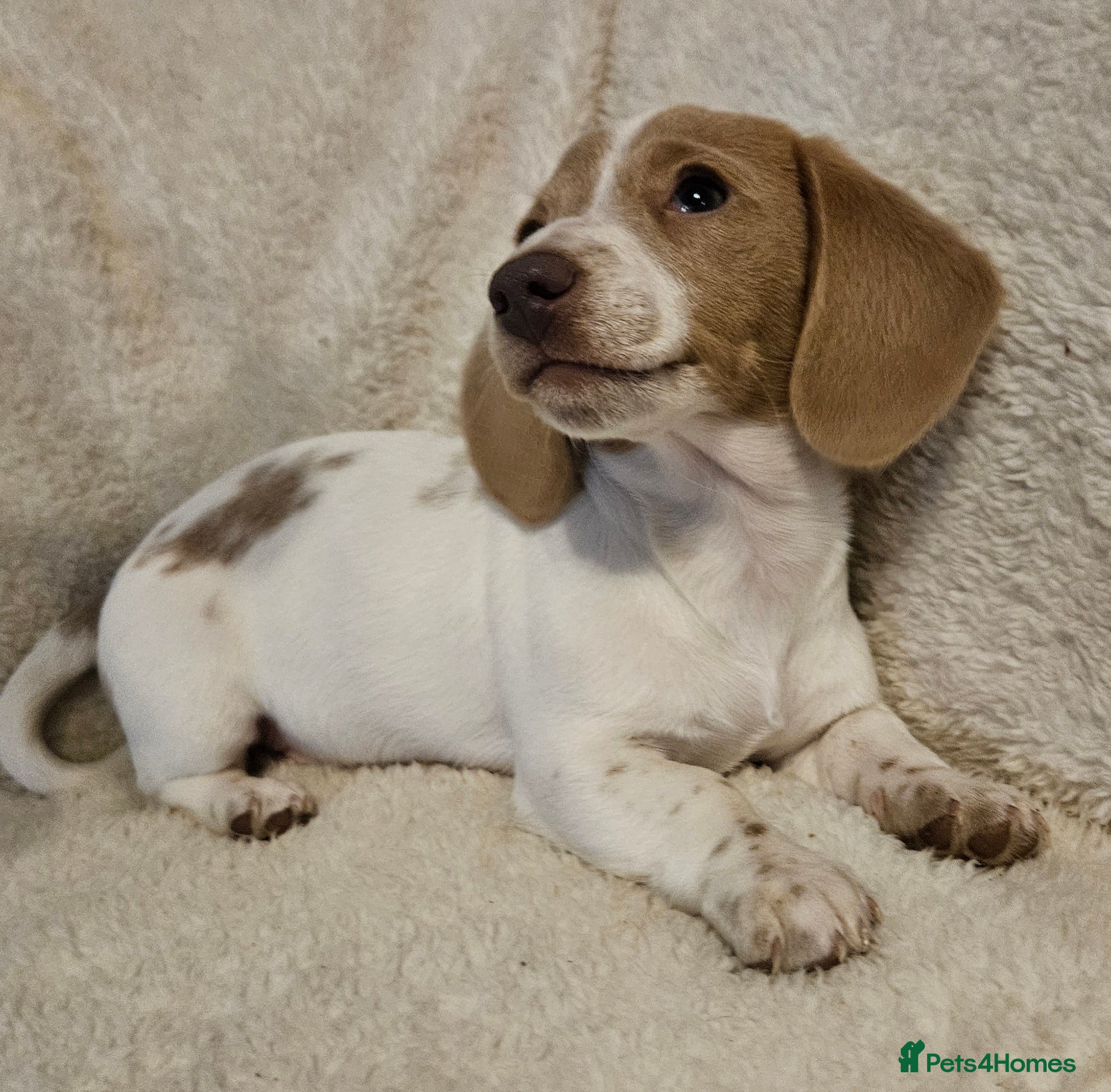 Miniature Dachshund dogs 1 Boy available kc miniature Dachshund puppies  - Advert 13