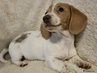 Miniature Dachshund dogs 1 Boy available kc miniature Dachshund puppies - Advert 13