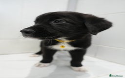 Mixed Breed dogs for sale: 2 months old - Alaskan malamute x Springardor - Image 22