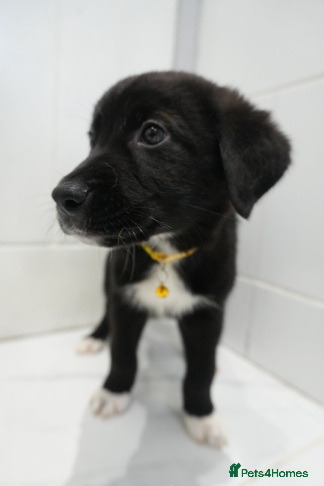 Mixed Breed dogs for sale: 2 months old - Alaskan malamute x Springardor - Image 22