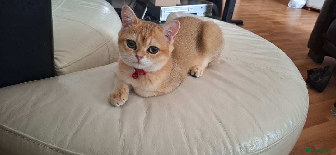 British Shorthair cats for sale: Golden british short hair  - Image 2