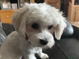 Maltese dogs Gladys is looking for a new home - Advert 5