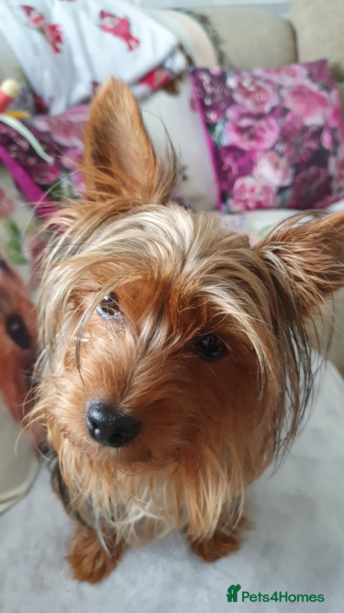 Yorkshire Terrier dogs Yorkshire terrier puppies  - Advert 1