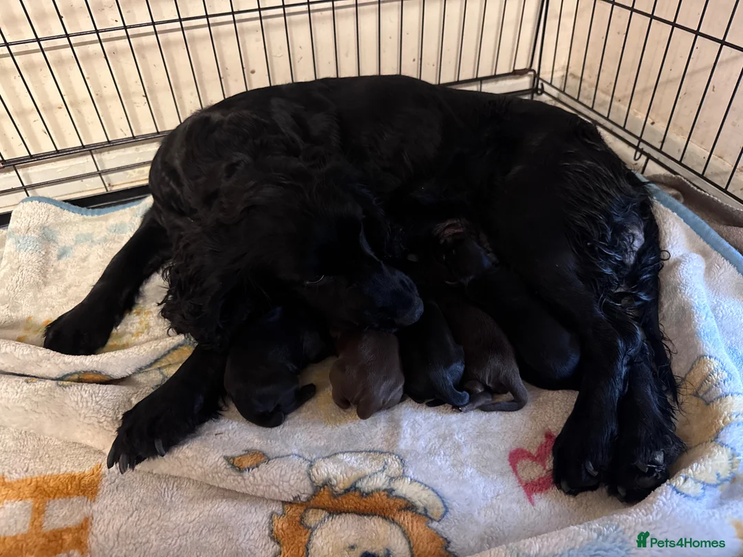 Cocker Spaniel dogs for sale: Working cocker spaniel puppies - Advert 18