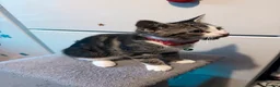 Mixed Breed cats for sale: 4 lovely kittens looking for loving & caring home in Luton - Advert 9