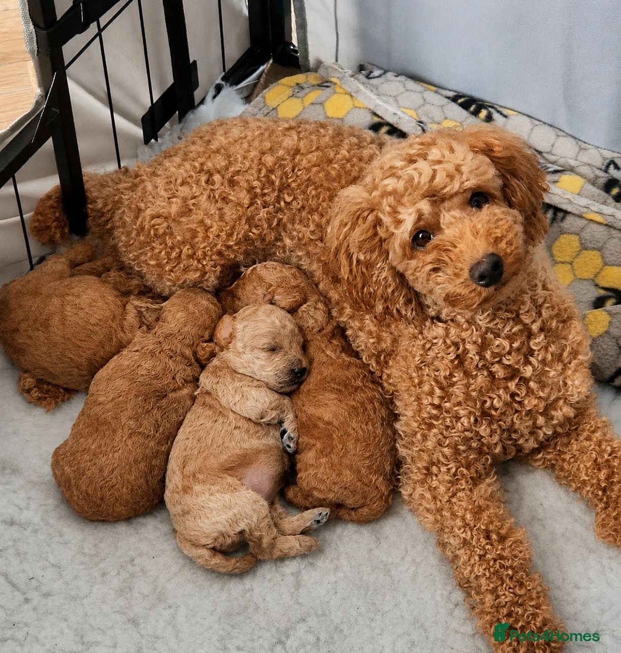 Toy Poodle dogs Exceptional Red Toy Poodles – KC Registered - Advert 1
