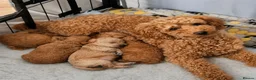 Toy Poodle dogs for sale: Exceptional Red Toy Poodles – KC Registered - Advert 1