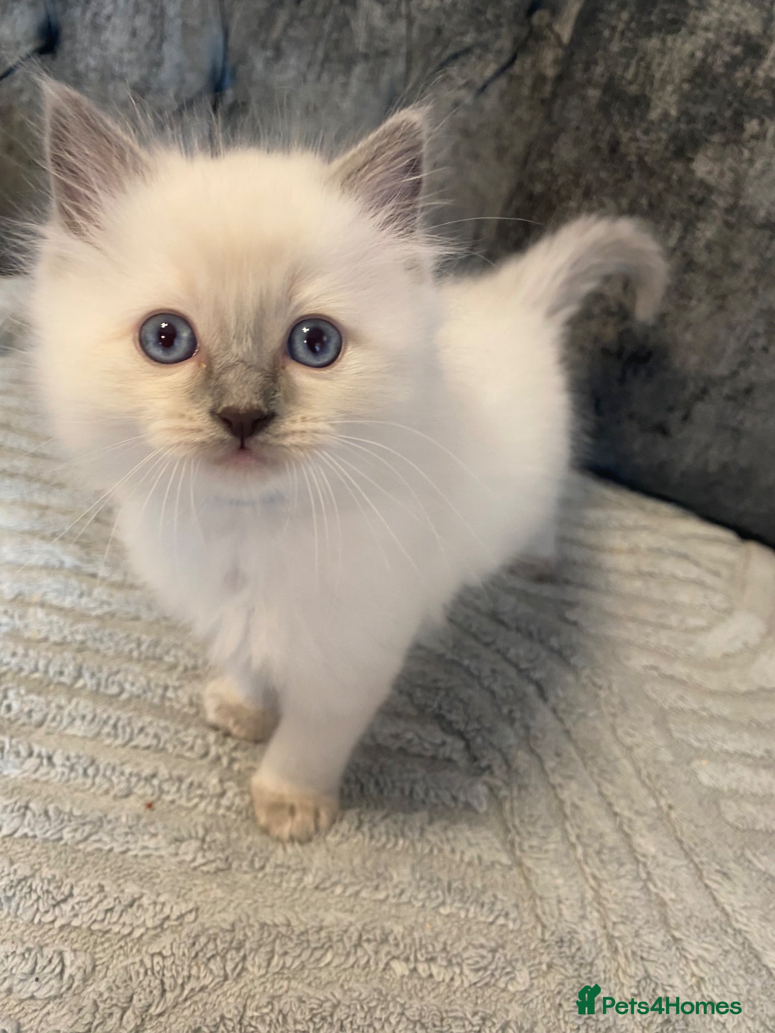 Ragdoll cats Ragdoll Kittens - Advert 2