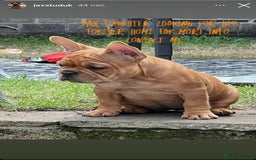 French Bulldog dogs for sale: French Bulldog puppies 3 girls and 3 boys - Image 3
