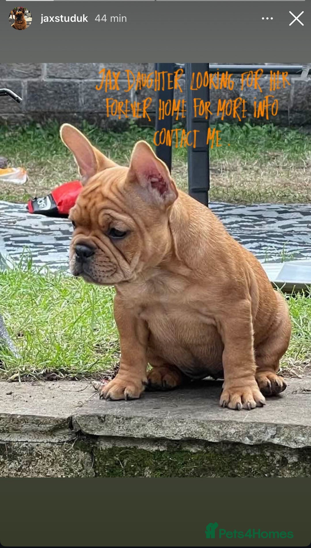 French Bulldog dogs for sale: French Bulldog puppies 3 girls and 3 boys - Image 3
