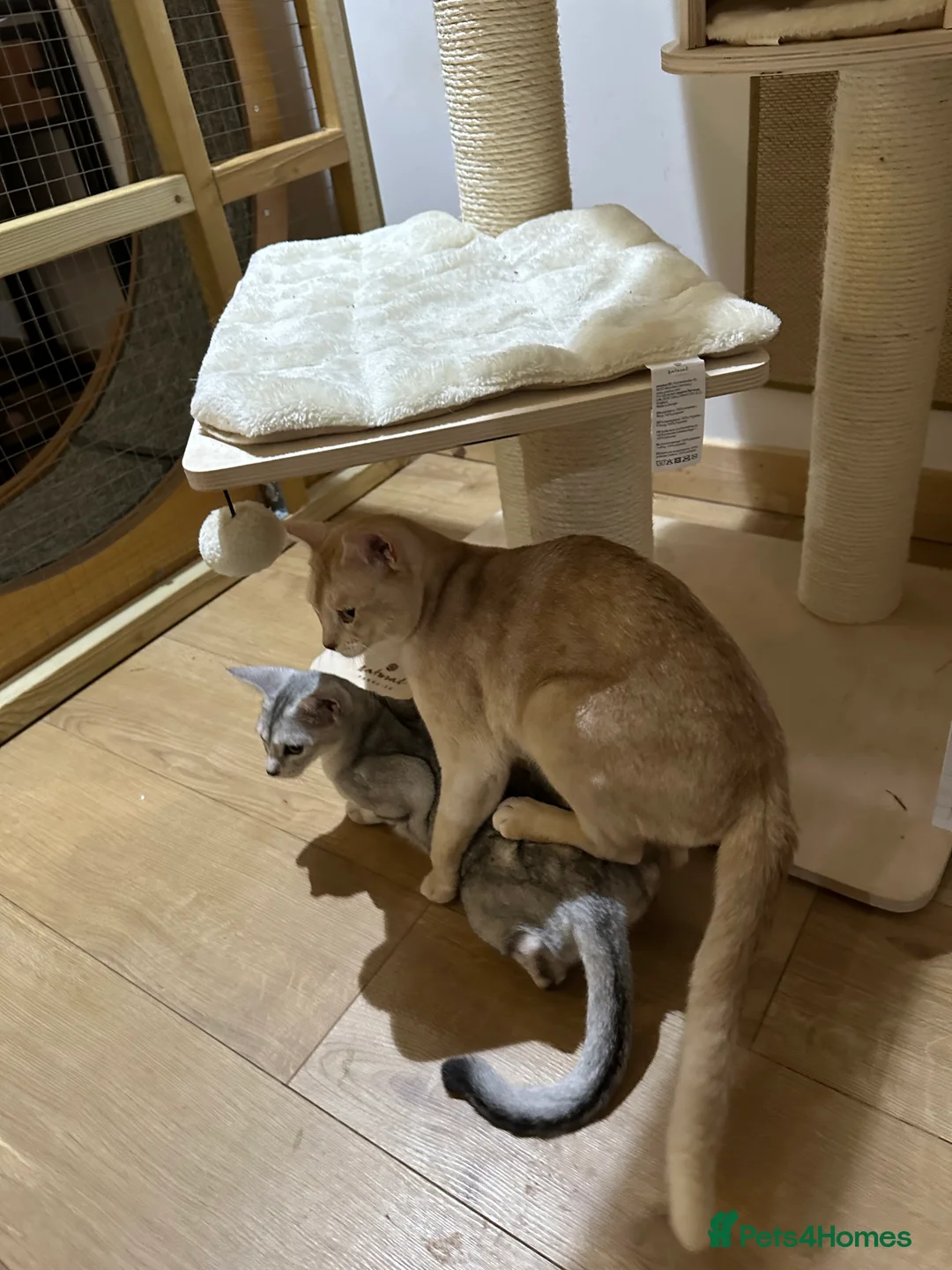 Abyssinian cats for stud: Champion lines Aby Red-Silver boy for stud in Romford - Advert 3