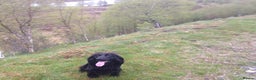 Cocker Spaniel dogs for sale: Gorgeous KC Reg Cocker Spaniels for Forever Homes - Advert 40