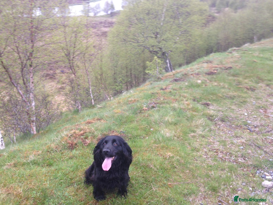 Cocker Spaniel dogs for sale: Gorgeous KC Reg Cocker Spaniels for Forever Homes - Advert 40