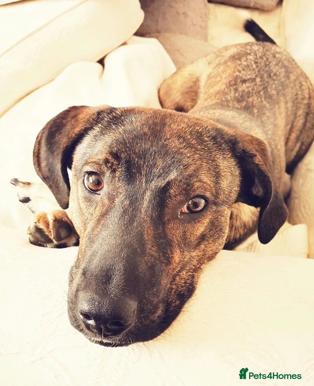 Mixed Breed dogs for sale: Gorgeous Boy looking for his forever home - Advert 2