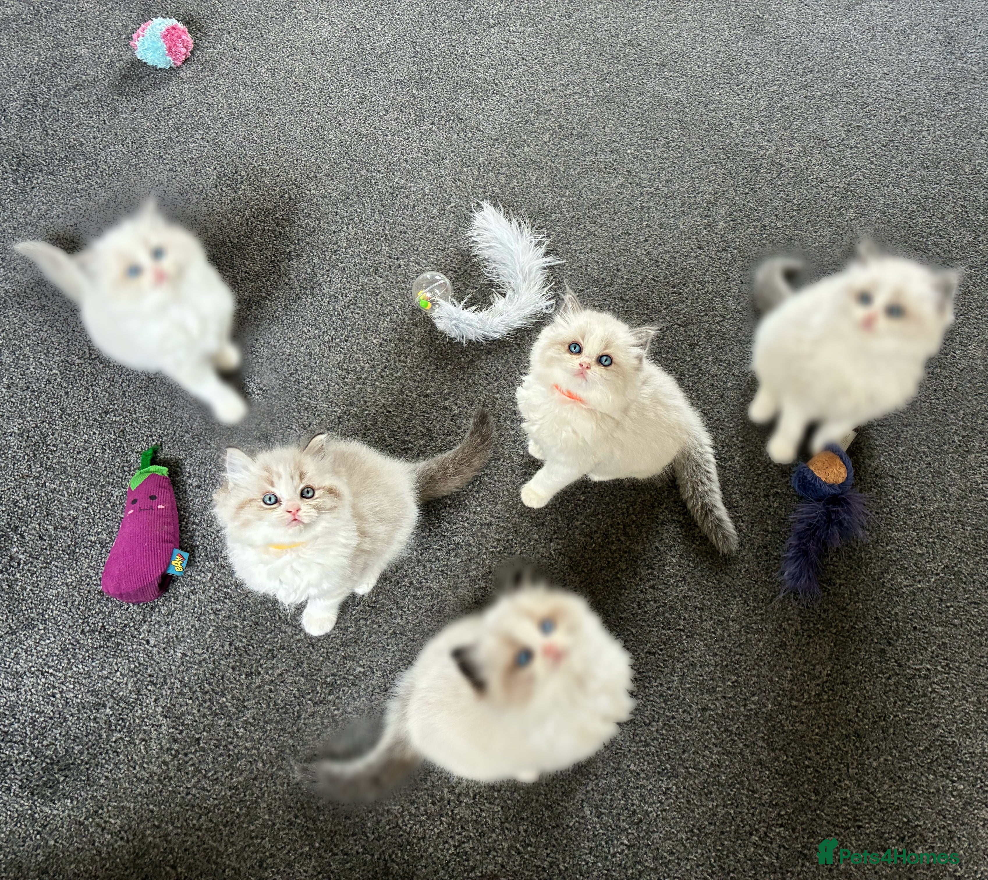 Ragdoll cats Stunning GCCF Bi-color Ragdoll Kittens - Advert 15