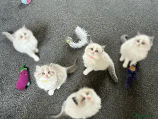 Ragdoll cats Stunning GCCF Bi-color Ragdoll Kittens - Advert 15