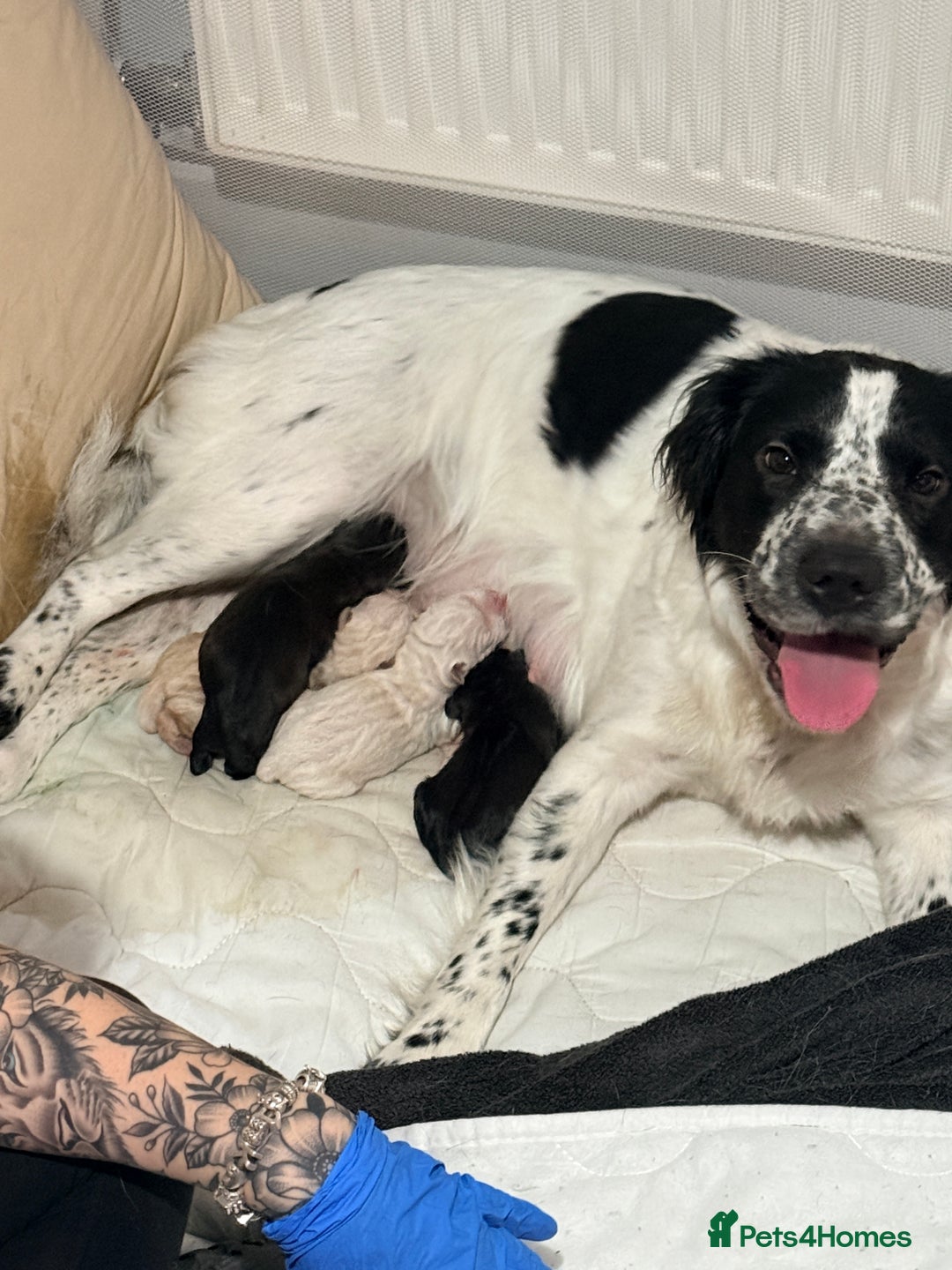 Mixed Breed dogs for sale: Beautiful cocker-Pei puppies - Advert 9