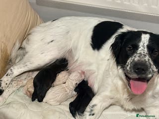 Mixed Breed dogs Beautiful cocker-Pei puppies - Advert 3