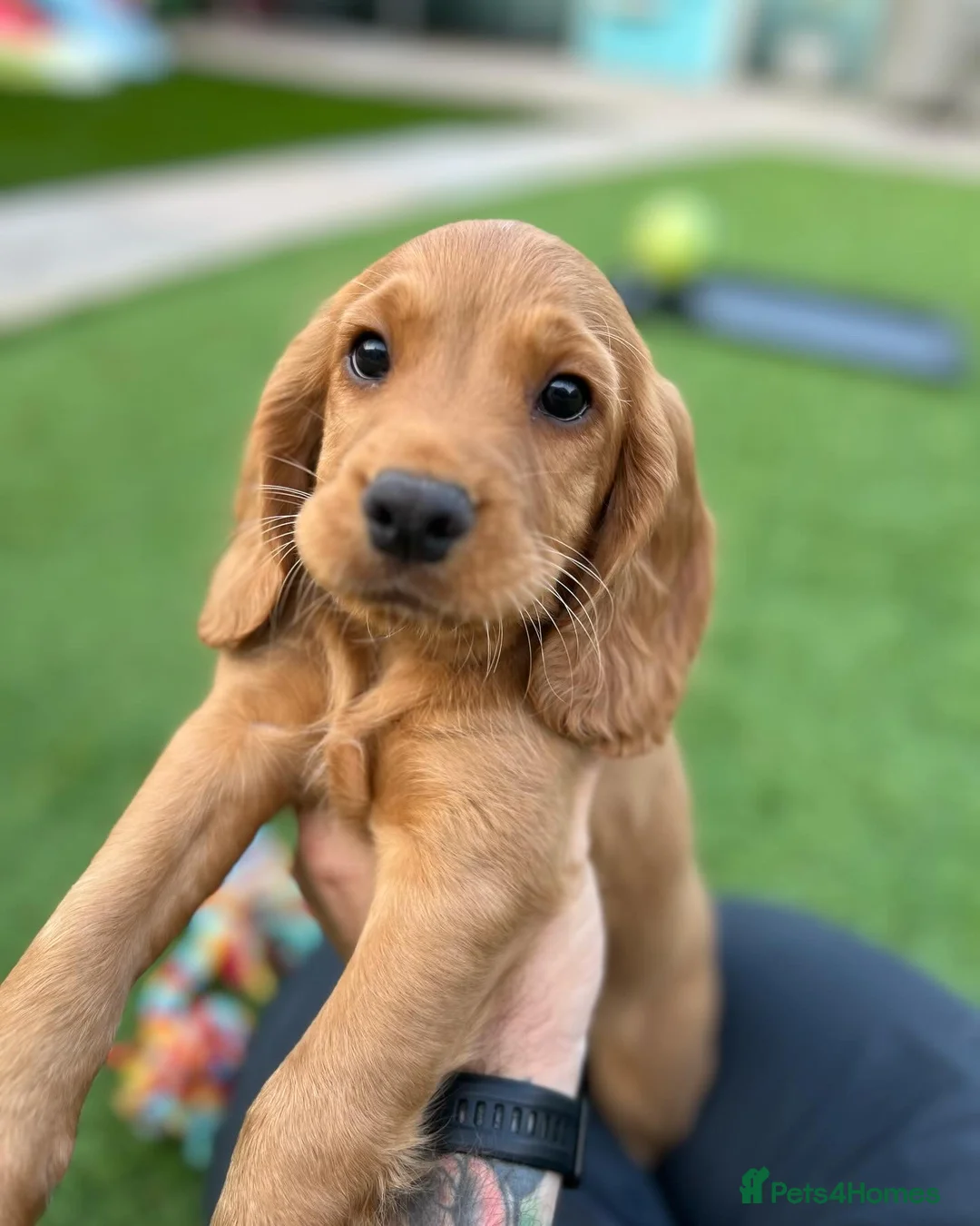 Cocker Spaniel dogs for sale: Family Friendly Cocker in Colchester - Advert 10