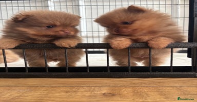 Pomeranian dogs - Advert 6