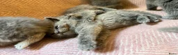 Scottish Fold cats for sale: 8 Beautiful blue Scottish folds  - Advert 17