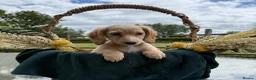Miniature Dachshund dogs for sale: KC Registered miniature long haired cream girls - Advert 2