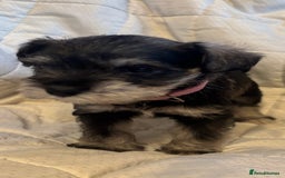 Miniature Schnauzer dogs for sale: Miniature Schnauzer Pups (White & Salt’n’Pepper) - Image 18