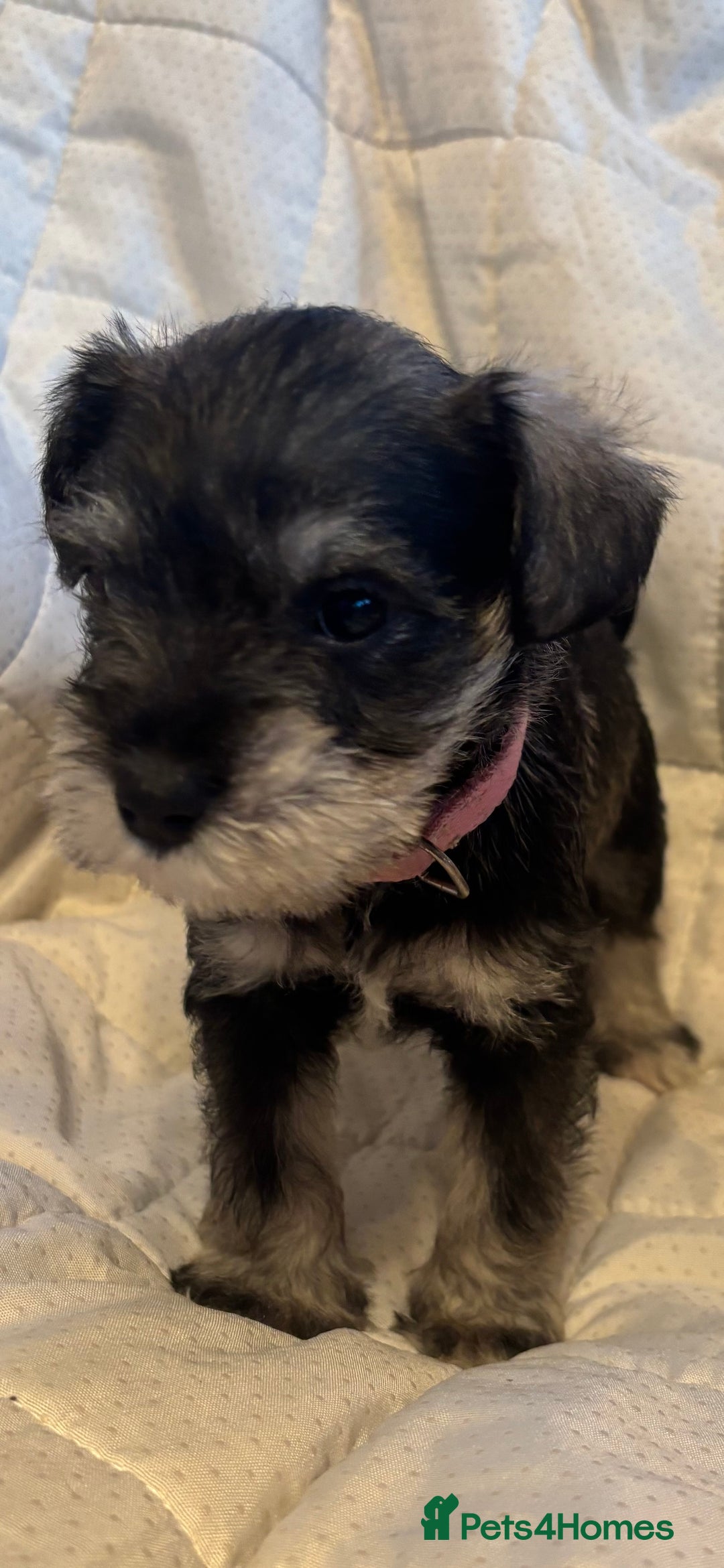 Miniature Schnauzer dogs for sale: Miniature Schnauzer Pups (White & Salt’n’Pepper) - Image 18