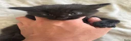 Domestic Shorthair cats for sale: Kittens for sale  - Advert 2