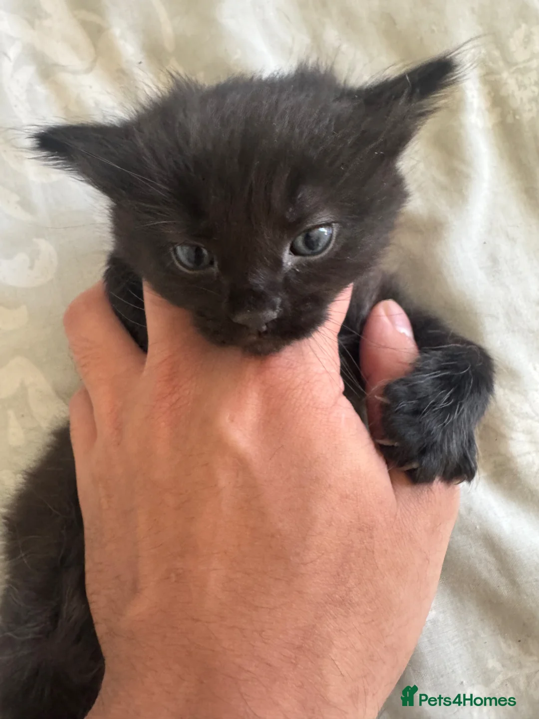 Domestic Shorthair cats for sale: Kittens for sale  - Advert 2