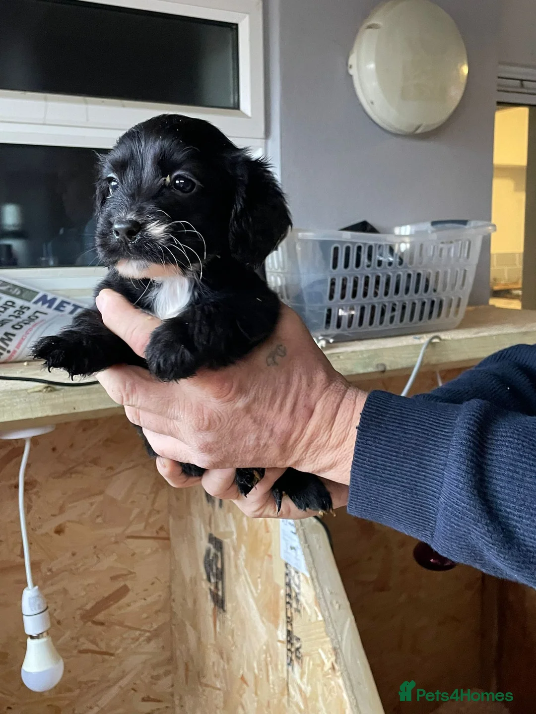Cocker Spaniel dogs for sale: Girl and Boys cocker spaniels - Advert 14