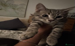 Bengal cats for sale: Beautiful Bengal x British short hair kittens! - Image 1