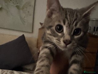 Bengal cats - Advert 8