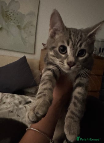 Bengal cats - Advert 15