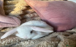 Mini Lop rabbits for sale: Boy and girl  - Advert 1