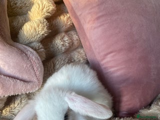 Mini Lop rabbits Boy and girl - Advert 5