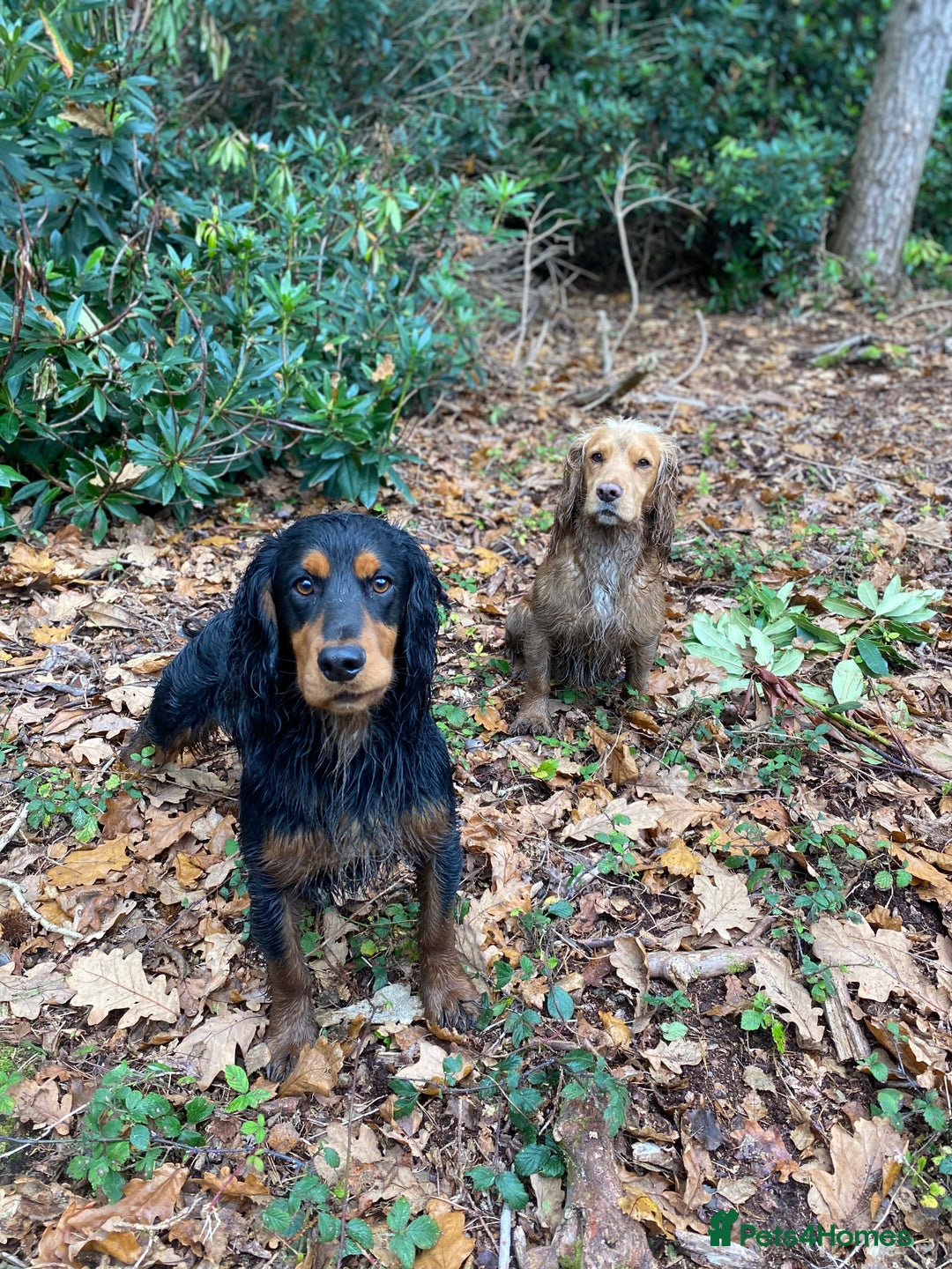 Cocker Spaniel dogs for stud: Working cocker stud - Advert 4