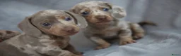 Miniature Dachshund dogs for sale: Miniature dachshund  - Advert 10