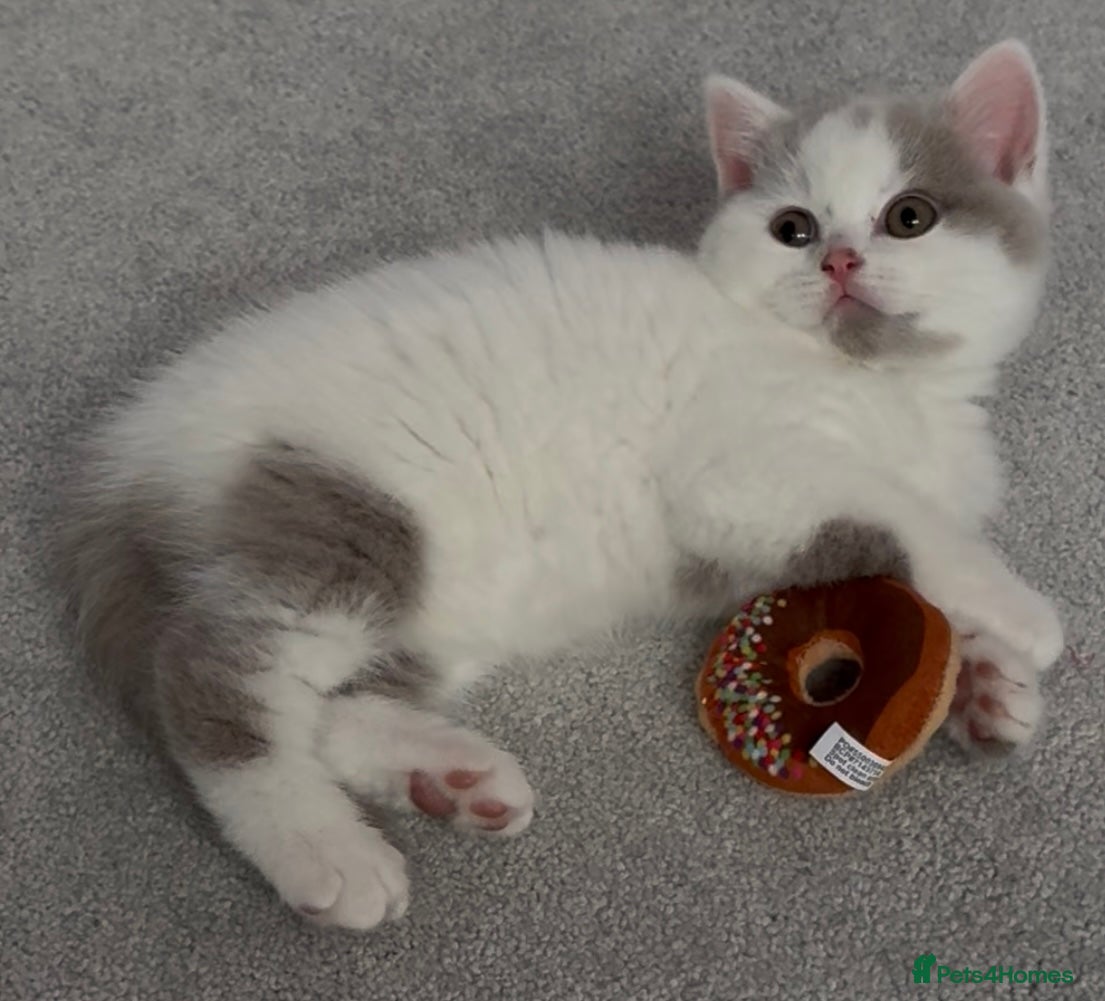 British Shorthair cats 2 Registered British short hair babies available  - Advert 7