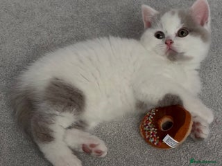 British Shorthair cats 2 Registered British short hair babies available - Advert 7