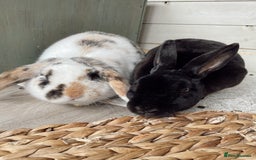 Mixed Breed rabbits for sale: Bonded Pair for rehome - Image 2