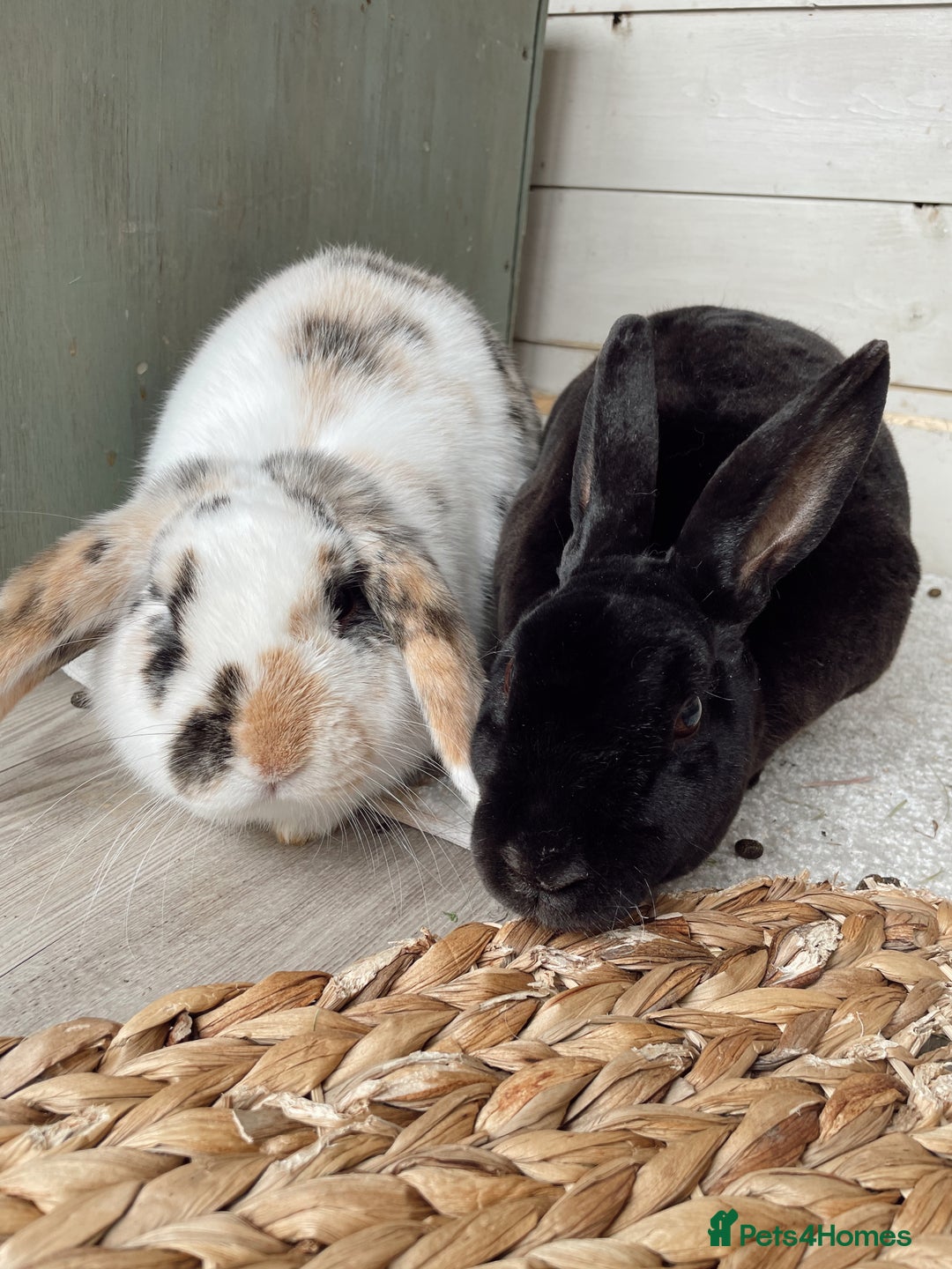 Mixed Breed rabbits for sale: Bonded Pair for rehome - Image 2