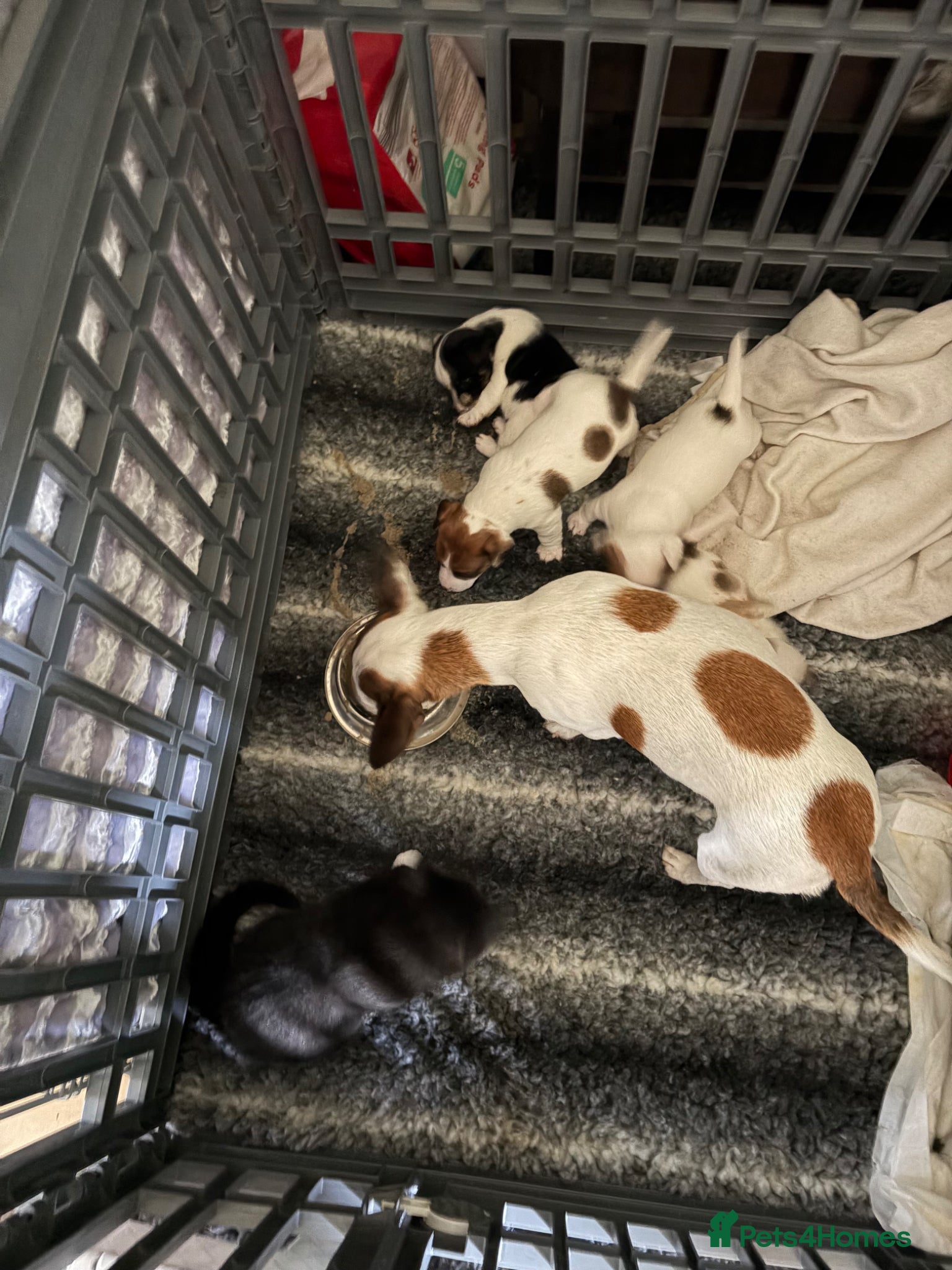 Jack Russell dogs Two jack russell puppies for sale  - Advert 16