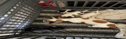 Jack Russell dogs for sale: Two jack russell puppies for sale  in Cirencester - Advert 1