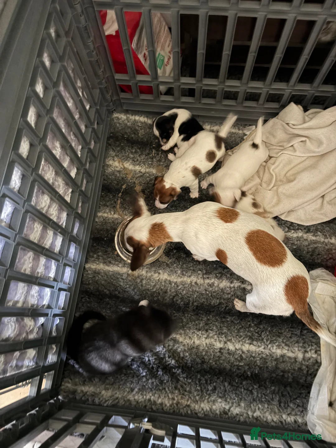 Jack Russell dogs for sale: Two jack russell puppies for sale  in Cirencester - Advert 1